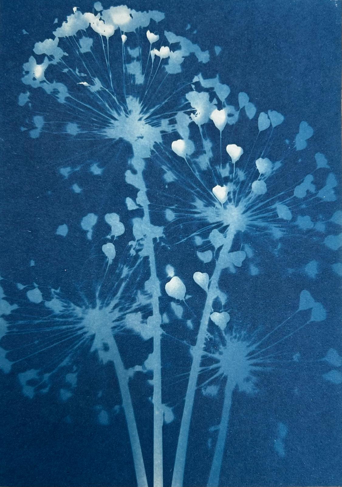 Allium Heads cyanotype print